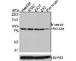 INVS Polyclonal Antibody