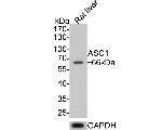 ASC1 Antibody in Western Blot (WB)