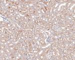 AIMP2 Antibody in Immunohistochemistry (Paraffin) (IHC (P))