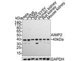 AIMP2 Antibody in Western Blot (WB)