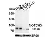 NOTCH3 Polyclonal Antibody