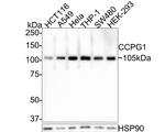 CCPG1 Polyclonal Antibody
