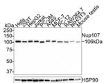 NUP107 Polyclonal Antibody