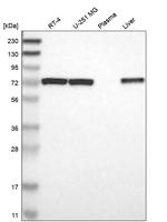 PDPK1 Antibody in Western Blot (WB)