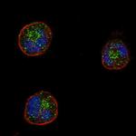 CD162 Antibody in Immunocytochemistry (ICC/IF)