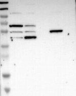 CD162 Antibody in Western Blot (WB)