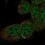 CDH10 Antibody in Immunocytochemistry (ICC/IF)