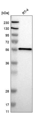 FANCE Antibody in Western Blot (WB)