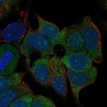 KCNN4 Polyclonal Antibody