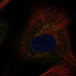 Glypican 6 Polyclonal Antibody