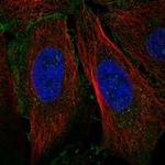 Claudin 19 Polyclonal Antibody