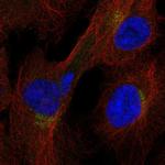ITFG1 Polyclonal Antibody