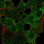 AGFG2 Polyclonal Antibody