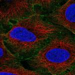 EDIL3 Antibody in Immunocytochemistry (ICC/IF)