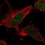 NME7 Antibody in Immunocytochemistry (ICC/IF)