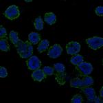 REPS1 Polyclonal Antibody