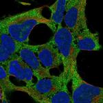 RPS11 Antibody in Immunocytochemistry (ICC/IF)