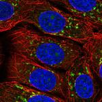 Arfaptin 2 Antibody in Immunocytochemistry (ICC/IF)