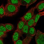 CDK2AP2 Polyclonal Antibody