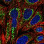 SEL1L3 Polyclonal Antibody