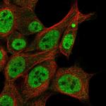 ZAR1L Polyclonal Antibody