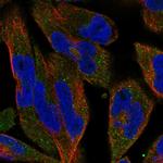 C12orf60 Polyclonal Antibody