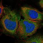 SLC25A45 Polyclonal Antibody