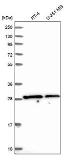 SLC25A45 Antibody in Western Blot (WB)