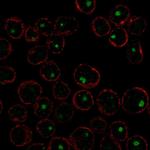 CABLES2 Polyclonal Antibody