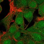 C19orf67 Polyclonal Antibody