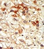 PCTAIRE2 Polyclonal Antibody
