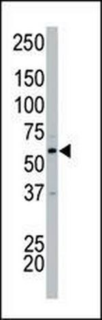 PCTAIRE2 Antibody in Western Blot (WB)