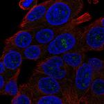 DQX1 Antibody in Immunocytochemistry (ICC/IF)