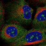 Synaptotagmin 8 Polyclonal Antibody