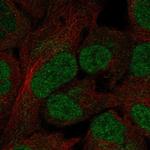 OVOL3 Polyclonal Antibody