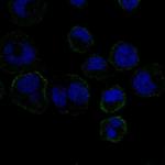 GP6 Polyclonal Antibody