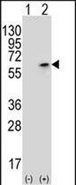 PCTAIRE3 Antibody in Western Blot (WB)