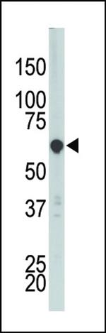 PCTAIRE3 Antibody in Western Blot (WB)