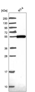 ZBTB46 Antibody in Western Blot (WB)