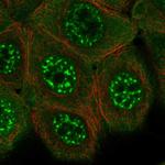 KIAA1328 Polyclonal Antibody