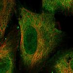 TEX13C Antibody in Immunocytochemistry (ICC/IF)