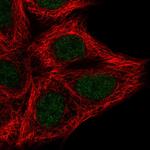 Histone H3.1t Polyclonal Antibody