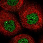 C9orf84 Antibody in Immunocytochemistry (ICC/IF)