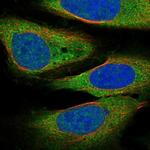DCLK3 Antibody in Immunocytochemistry (ICC/IF)