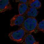 ARMH1 Antibody in Immunocytochemistry (ICC/IF)