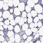 MFSD4 Antibody in Immunohistochemistry (Paraffin) (IHC (P))