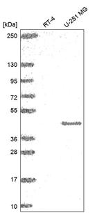 MFSD4 Antibody in Western Blot (WB)
