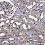 FAM35A Polyclonal Antibody
