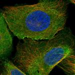 ARL9 Polyclonal Antibody