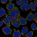 GPR174 Polyclonal Antibody